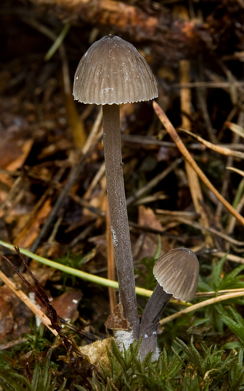 Mycena galopus var. nigra